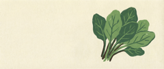 Spinach