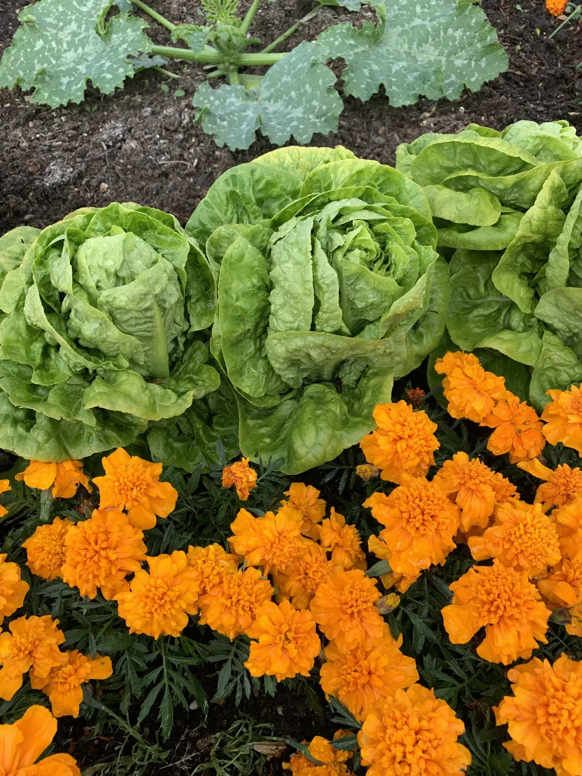 Rows of lettuce growing alongside bright orange marigolds in a raised allotment bed