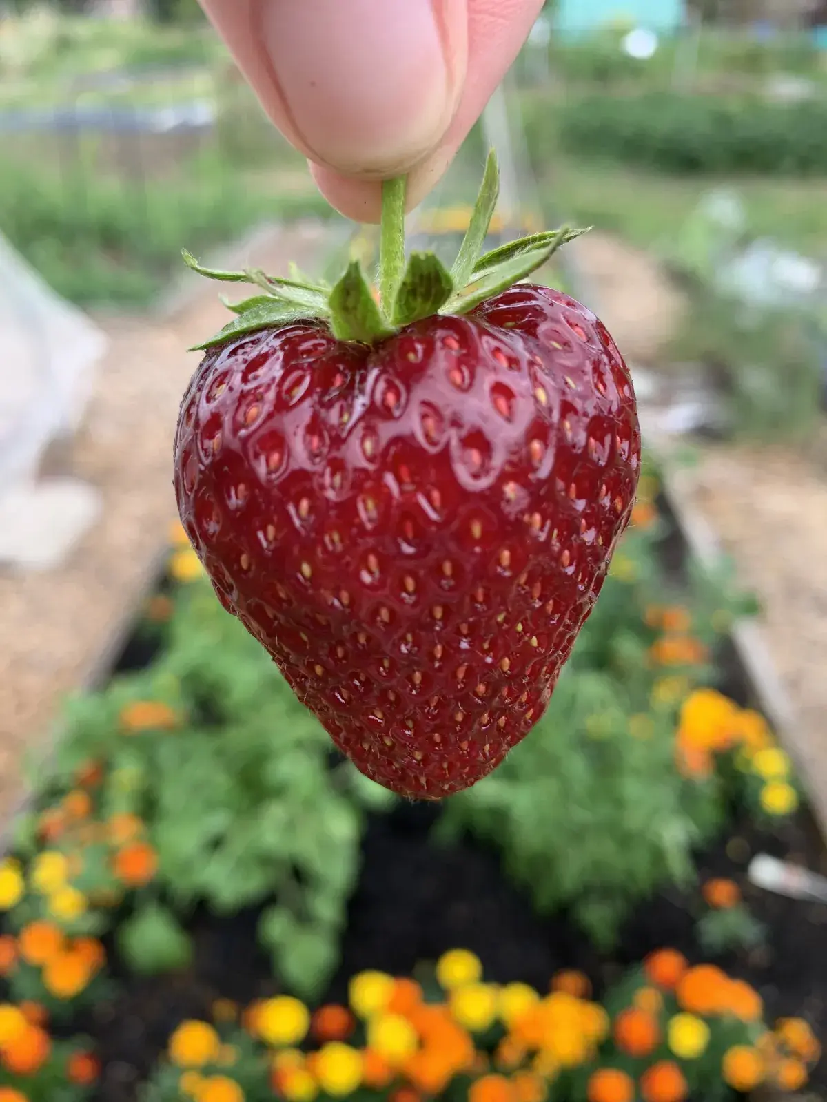 A single ripe strawberry held up at an allotment, with marigolds in the background