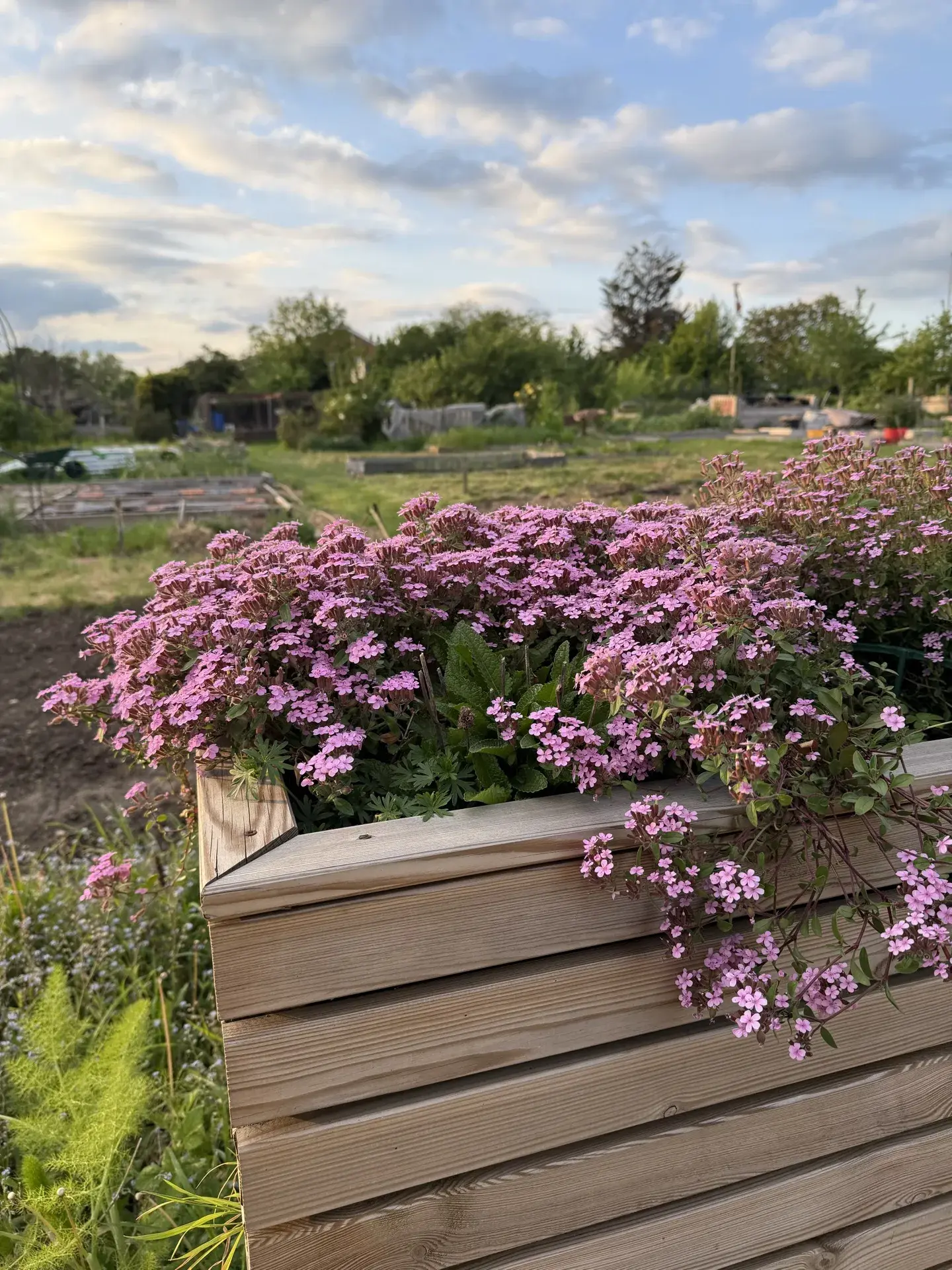 Tumbling Ted alpine plant in full pink flower cascading over a wooden planter at a UK allotment, photographed at dusk