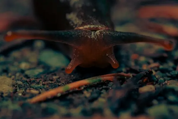 Close-up of a garden slug on soil