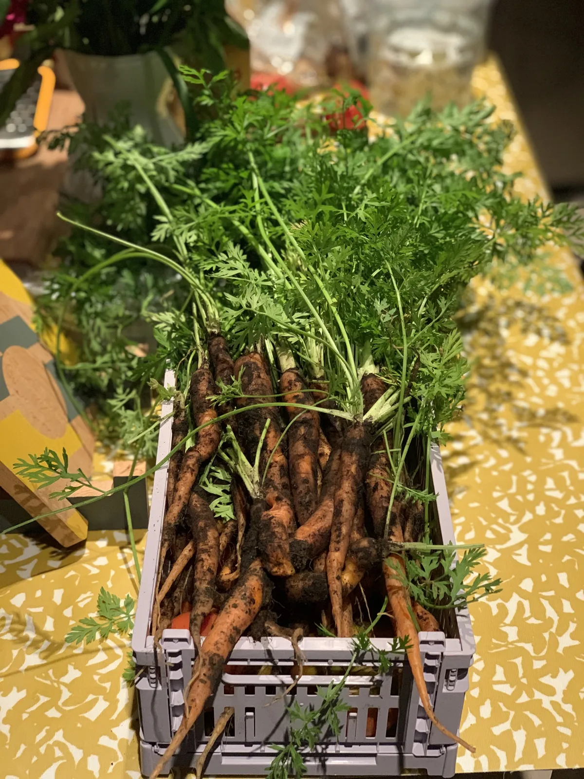 A crate overflowing with freshly pulled carrots with green tops still attached