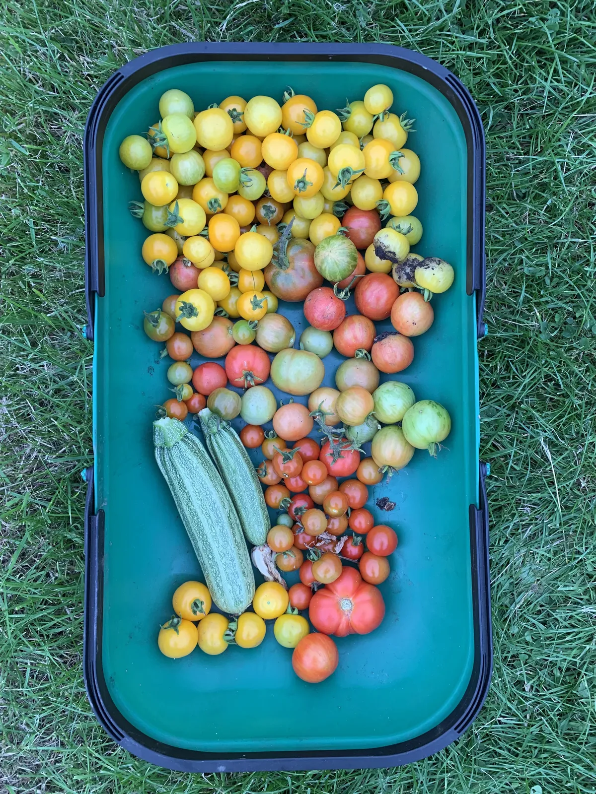 A green trug filled with a mixed harvest of yellow and red tomatoes, cherry tomatoes, and sweetcorn from a UK allotment