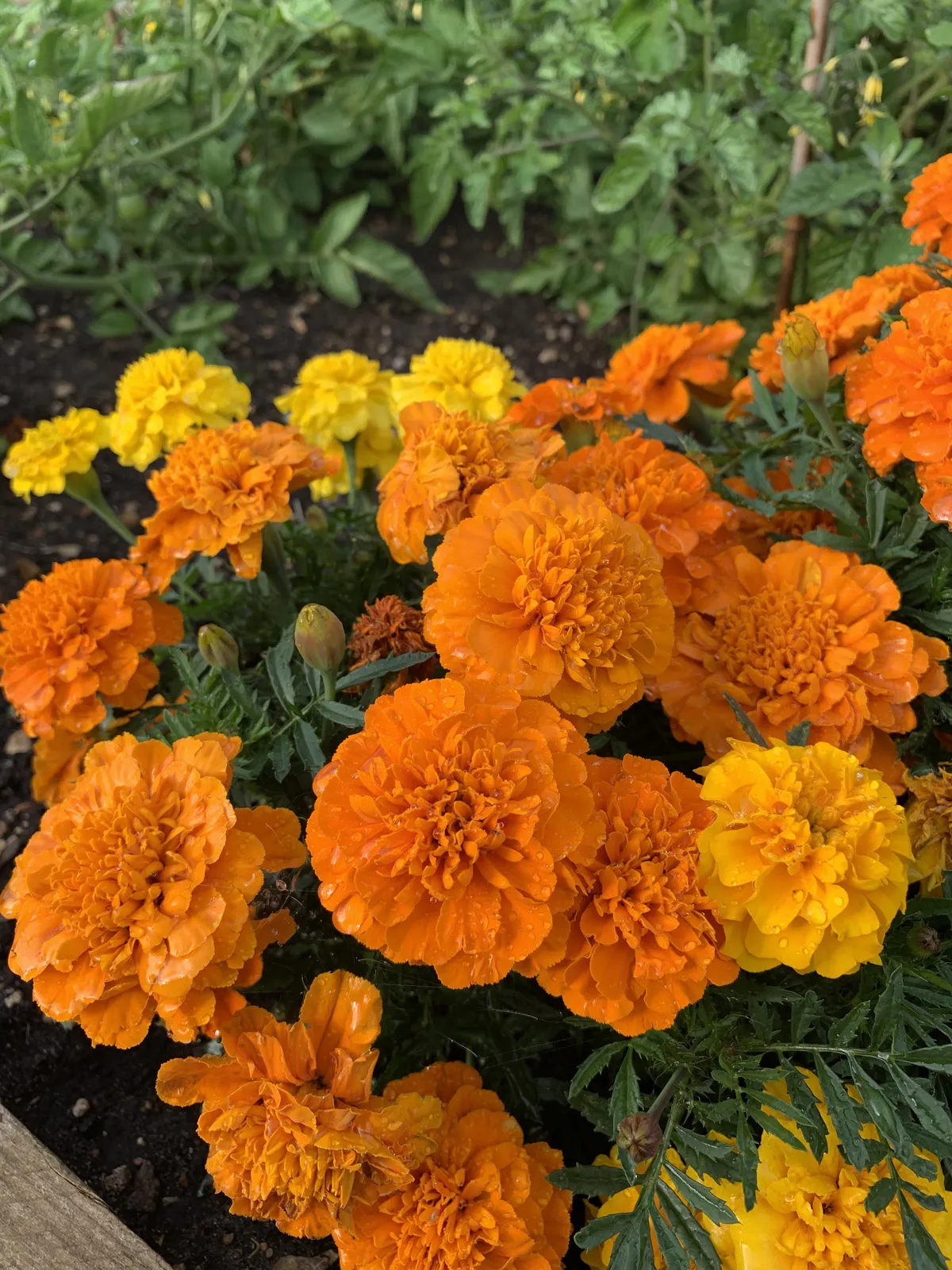 Close-up of orange and yellow French marigold flowers in full bloom
