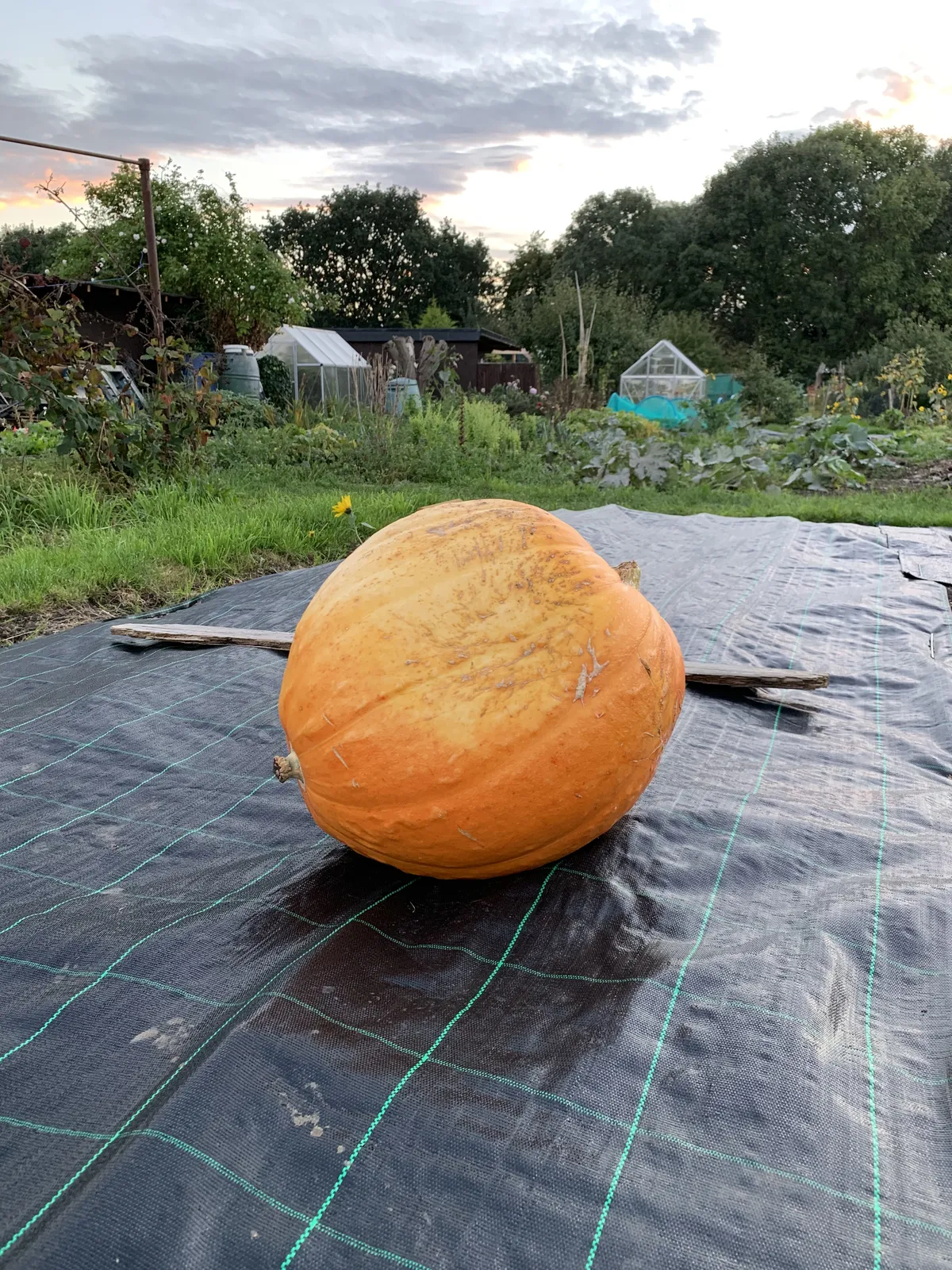 A large orange pumpkin growing on weed membrane at a UK allotment