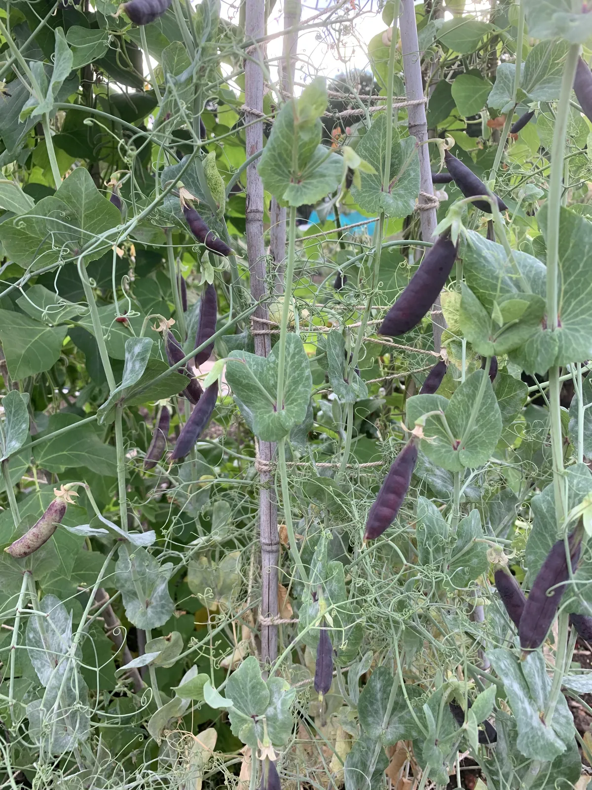 Purple pea pods growing on vines supported by netting at an allotment