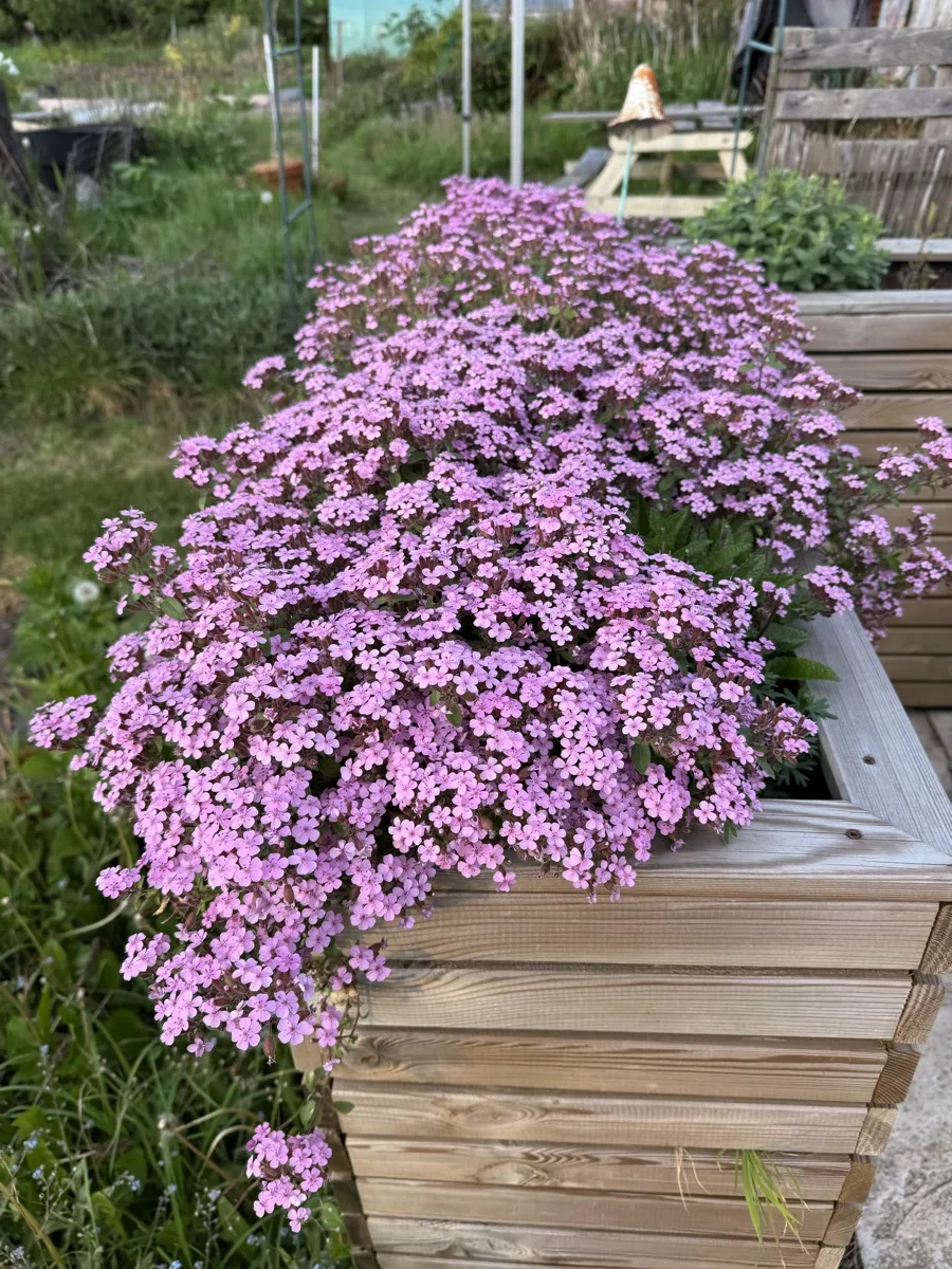 Tumbling Ted cascading over the sides of a wooden planter in full pink flower at an allotment