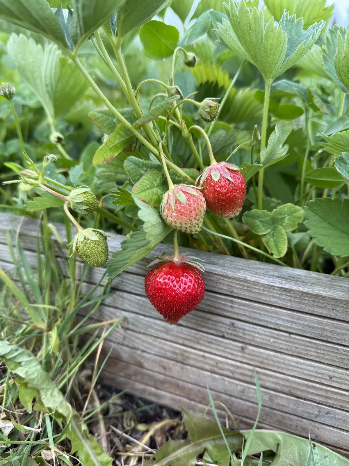 Strawberries ripening on the plant next to a wooden raised bed edge