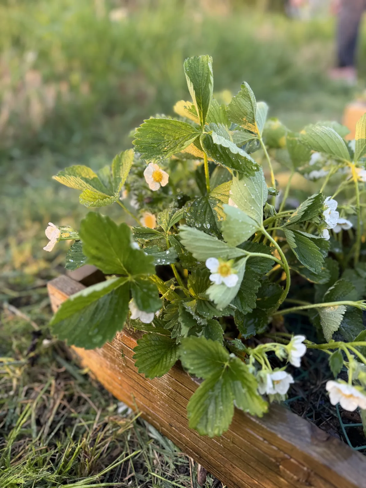Strawberry plants flowering in a raised bed on a UK allotment