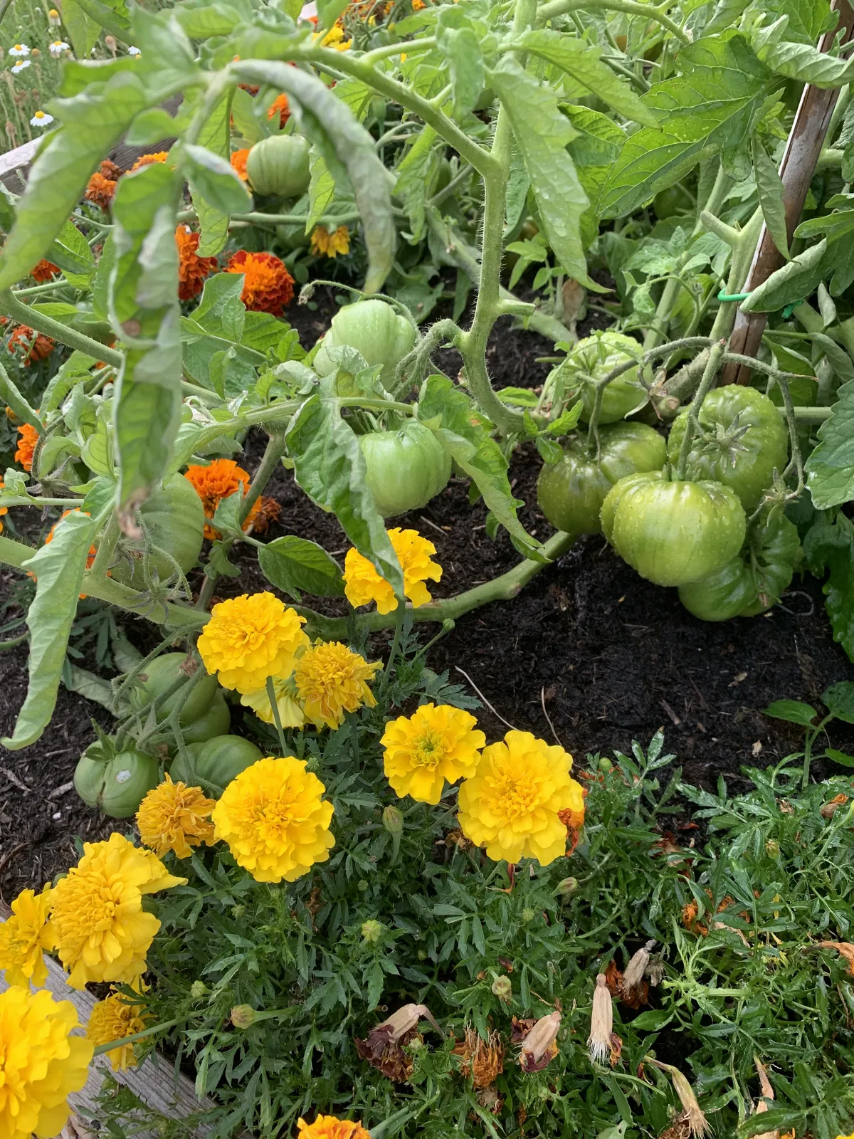 Green beefsteak tomatoes growing on the vine next to bright yellow marigolds