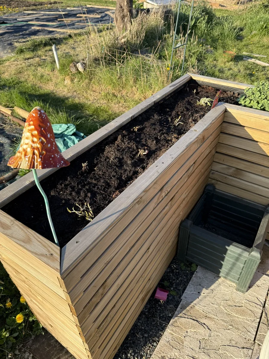 The wooden planter with tiny early shoots just emerging from the compost, ten days after planting bare roots