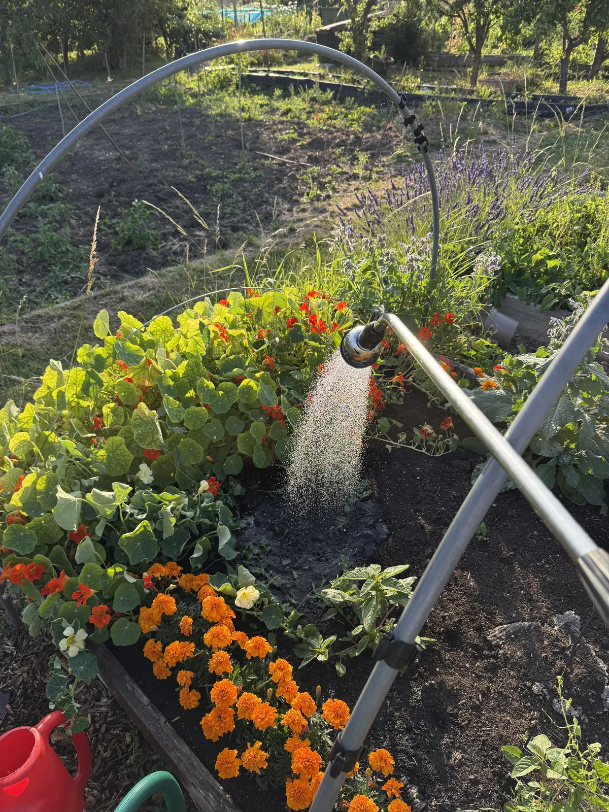 Watering nasturtiums and marigolds growing around raised beds on a sunny allotment