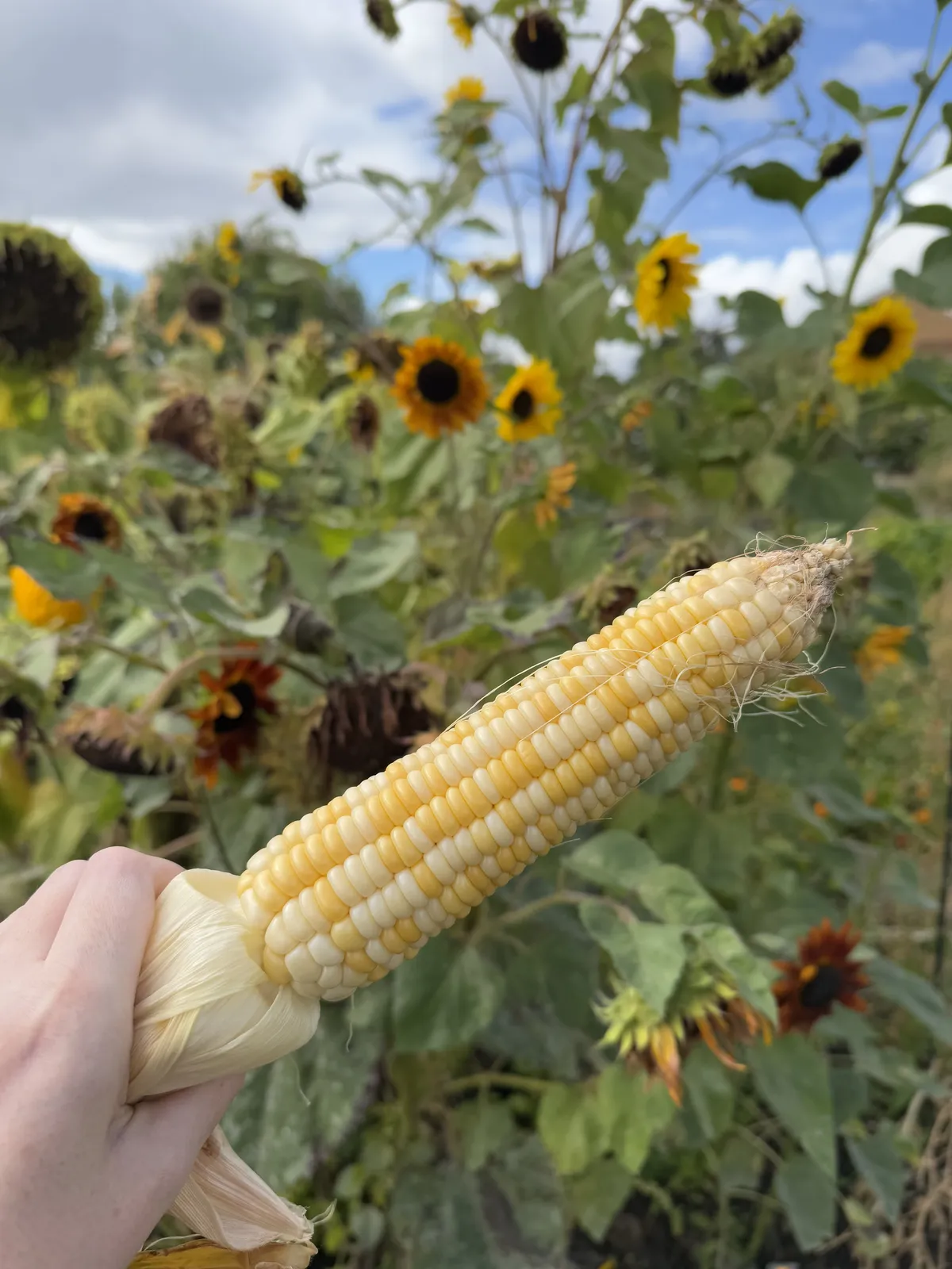 A freshly picked sweetcorn cob held up with sunflowers in the background at an allotment