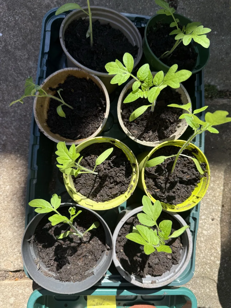 Overhead view of tomato seedlings in various pots arranged in a green tray, showing different sizes and growth stages